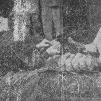 The writer at an Indian market. The leaves he holds in his hand are filled with pieces of tobacco and spices, then folded and placed in the mouth. People chew and suck on them like they would chew tobacco. The juice from this mixture, called “pan,” is dark red. Anyone who opens their mouth while chewing gives the eerie impression of having a mouth full of blood. Women also chew pan and make sure their teeth turn red, which they consider beautiful. (Why not? Whether you make your lips red or your teeth...)